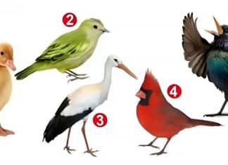 Pare tudo e escolha um pássaro: o resultado revela como você realmente encara a vida