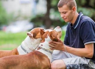 Seu cachorro faz isso com você? O verdadeiro significado desse gesto vai te surpreender