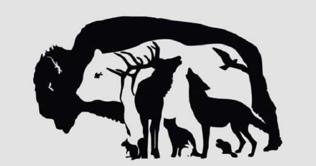 Desafio visual: Só mentes ‘acima da média’ encontram os 13 animais escondidos