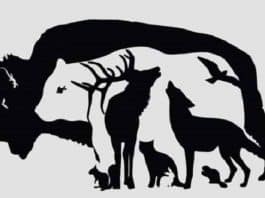 resilienciamag.com -