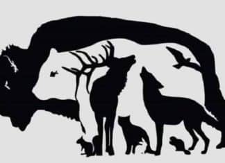 Desafio visual: Só mentes ‘acima da média’ encontram os 13 animais escondidos