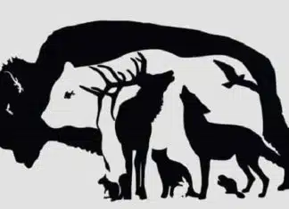 Desafio visual: Só mentes ‘acima da média’ encontram os 13 animais escondidos