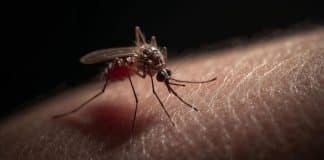 resilienciamag.com -