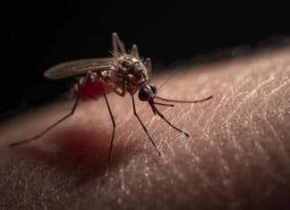 Especialista revela o motivo (meio nojento) pelo qual mosquitos preferem algumas pessoas