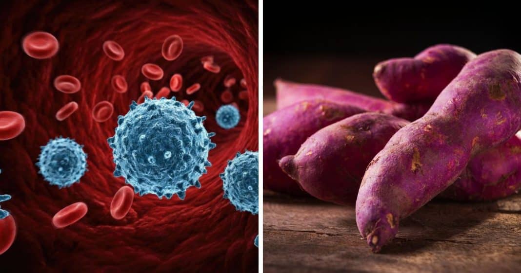 Esses 8 alimentos são capazes de dificultar o avanço do câncer — Descubra como eles fazem isso