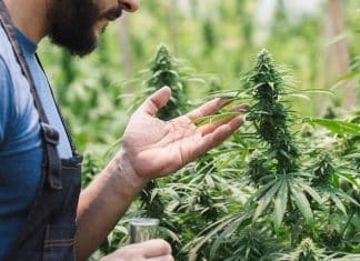 Estudo aponta que compostos da cannabis podem ajudar a combater doença que afeta 1 em cada 3 adultos