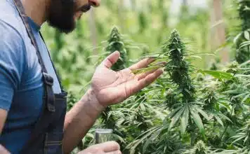 resilienciamag.com -