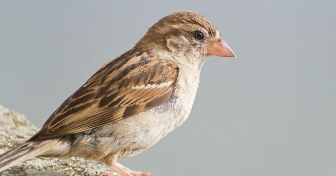 O que significa quando um pássaro entra na sua casa? Entenda a possível mensagem espiritual