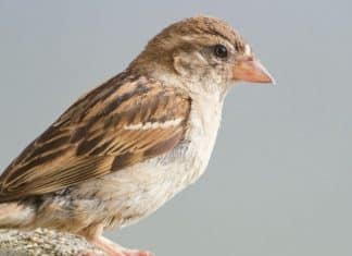 O que significa quando um pássaro entra na sua casa? Entenda a possível mensagem espiritual