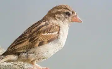 resilienciamag.com -