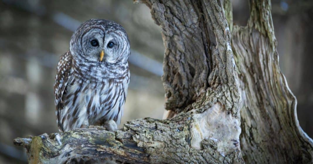 Uma coruja apareceu perto de você? Entenda o que esse sinal misterioso pode indicar