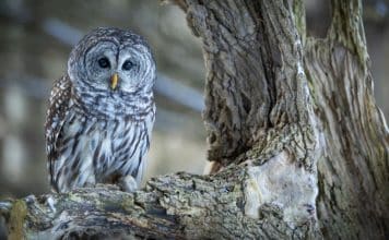 resilienciamag.com -