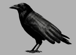 O que seus olhos identificam primeiro nesta imagem? A resposta revela se você é uma pessoa violenta