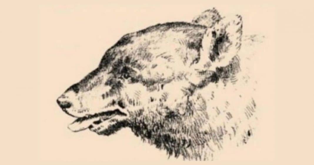 Desafio visual: há um homem escondido no rosto deste cão — você consegue encontrá-lo em 15 segundos?