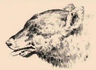 Desafio visual: há um homem escondido no rosto deste cão — você consegue encontrá-lo em 15 segundos?