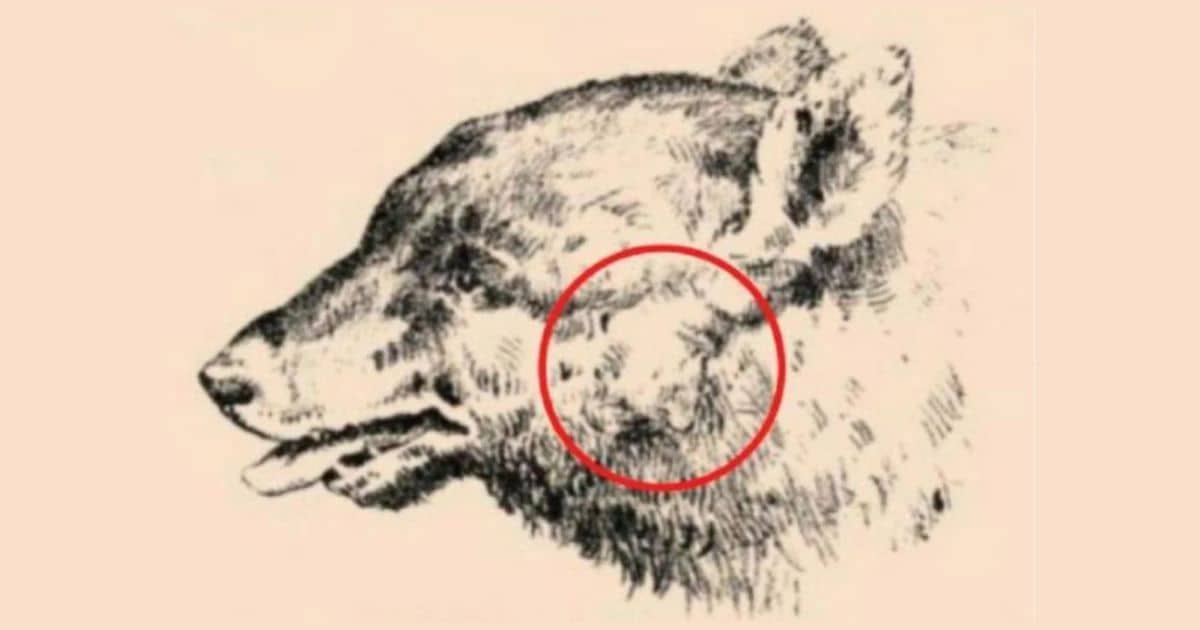 resilienciamag.com - Desafio visual: h&aacute; um homem escondido no rosto deste c&atilde;o &mdash; voc&ecirc; consegue encontr&aacute;-lo em 15 segundos?
