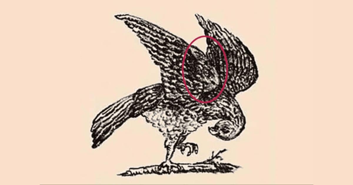 resilienciamag.com - H&aacute; um coelho escondido neste falc&atilde;o &mdash; voc&ecirc; consegue encontr&aacute;-lo em 11 segundos?