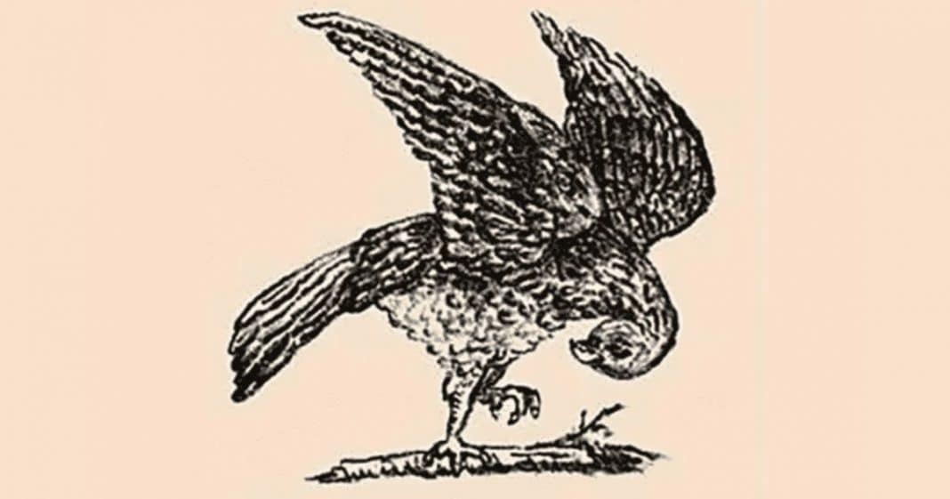 Há um coelho escondido neste falcão — você consegue encontrá-lo em 11 segundos?