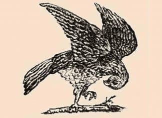 Há um coelho escondido neste falcão — você consegue encontrá-lo em 11 segundos?